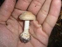 Amanita crenulata image