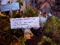 Helvella maculata image