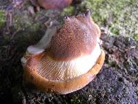 Tapinella atrotomentosa image