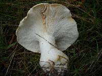 Leucopaxillus albissimus image