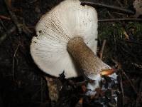 Tricholoma michiganense image