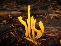 Clavulinopsis fusiformis image