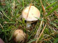 Hebeloma crustuliniforme image