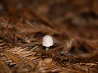 Mycena capillaripes image