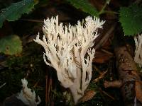 Clavulina coralloides image