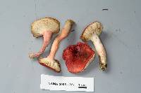 Russula sanguinaria image
