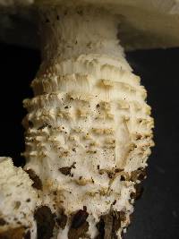 Amanita magniverrucata image