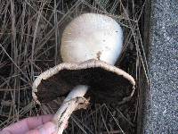 Agaricus californicus image
