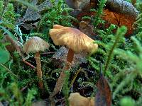 Cystoderma amianthinum image