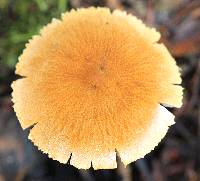 Cystoderma fallax image