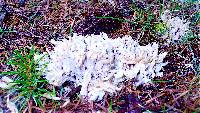 Clavulina coralloides image