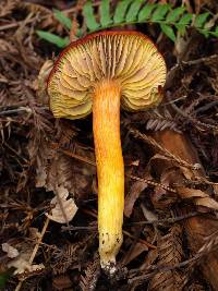 Hygrocybe punicea image