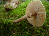 Cystoderma amianthinum image