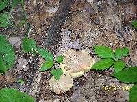 Boletus chrysenteron image