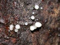 Helicogloea compressa image