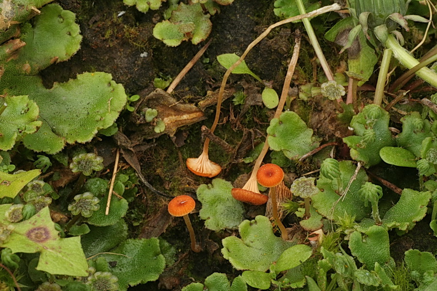 Loreleia marchantiae image
