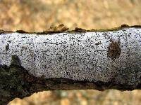 Thumbnail image of current specimen