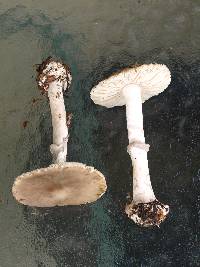 Amanita porphyria image