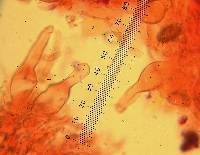 Image Associated With the Occurrence