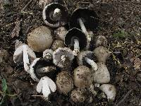 Coprinopsis romagnesiana image