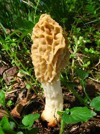 Morchella americana image