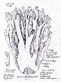 Ramaria velocimutans image
