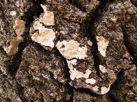 Dendrothele candida image