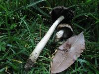 Coprinopsis romagnesiana image