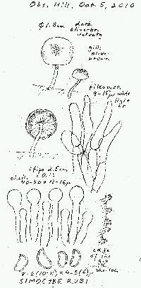 Simocybe haustellaris image