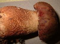 Tylopilus felleus image