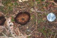 Coltricia perennis image