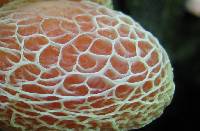 Rhodotus palmatus image