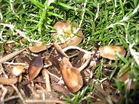 Psilocybe stuntzii image