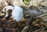 Helvella macropus image