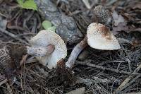 Lepiota cristata image