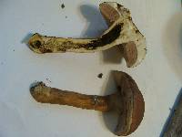 Tylopilus rubrobrunneus image