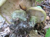 Lactarius atroviridis image