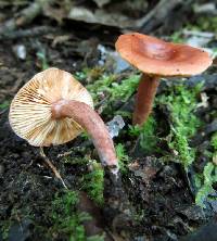 Lactarius eucalypti image