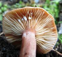 Lactarius eucalypti image