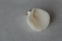 Pleurocybella porrigens image