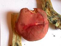 Boletochaete bicolor image