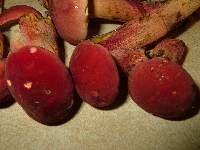 Boletochaete bicolor image