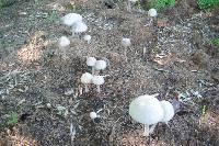 Panaeolus antillarum image