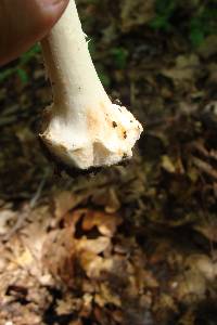 Amanita brunnescens image