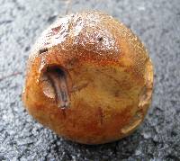 Tylopilus atronicotianus image