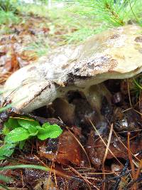 Tylopilus atronicotianus image