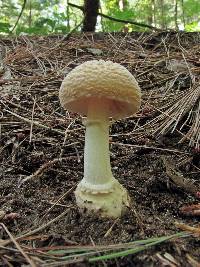 Amanita crenulata image
