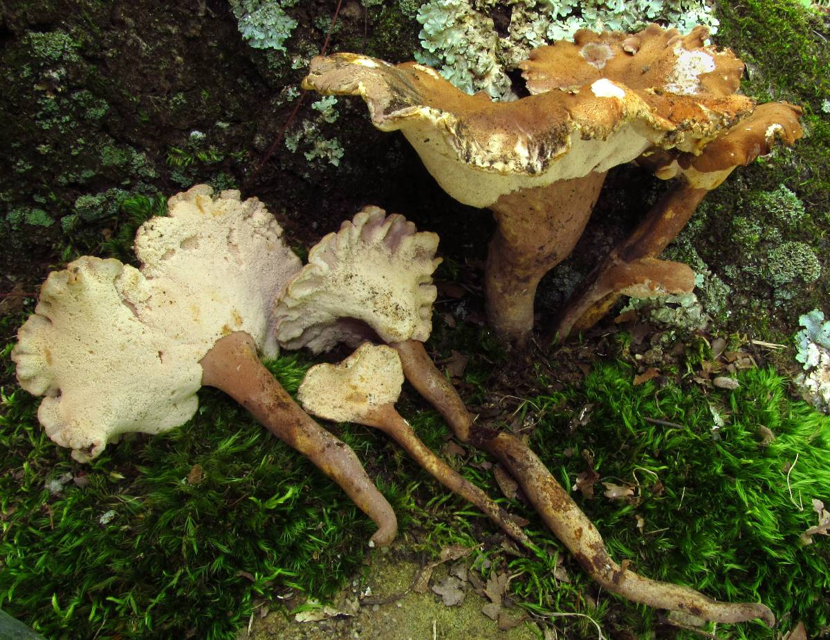 Pseudofistulina radicata image