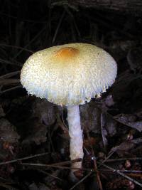 Lepiota magnispora image