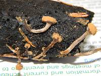 Asterophora lycoperdoides image